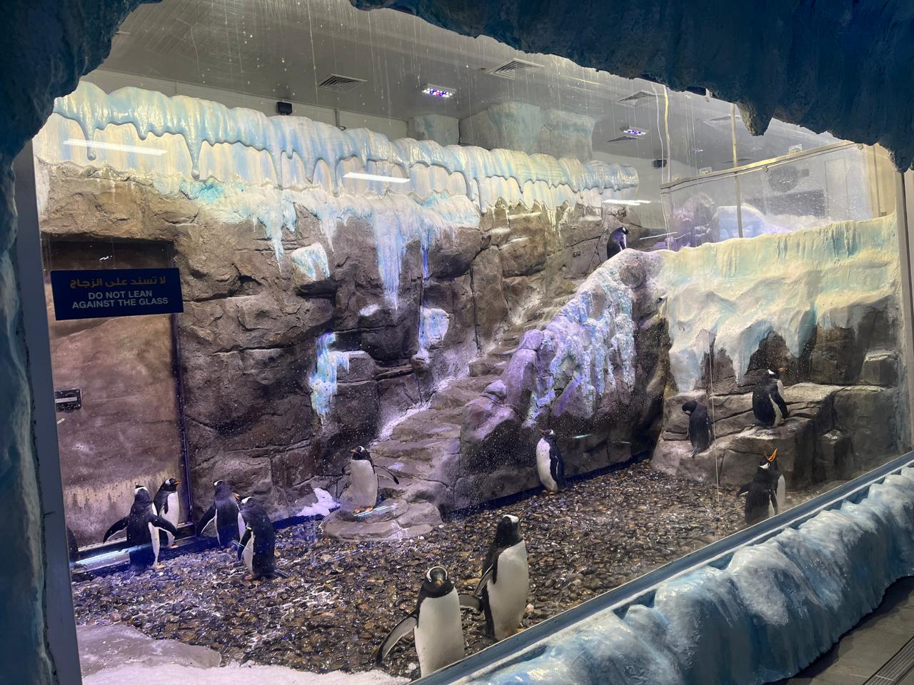 Penguinarium Dubai Mall