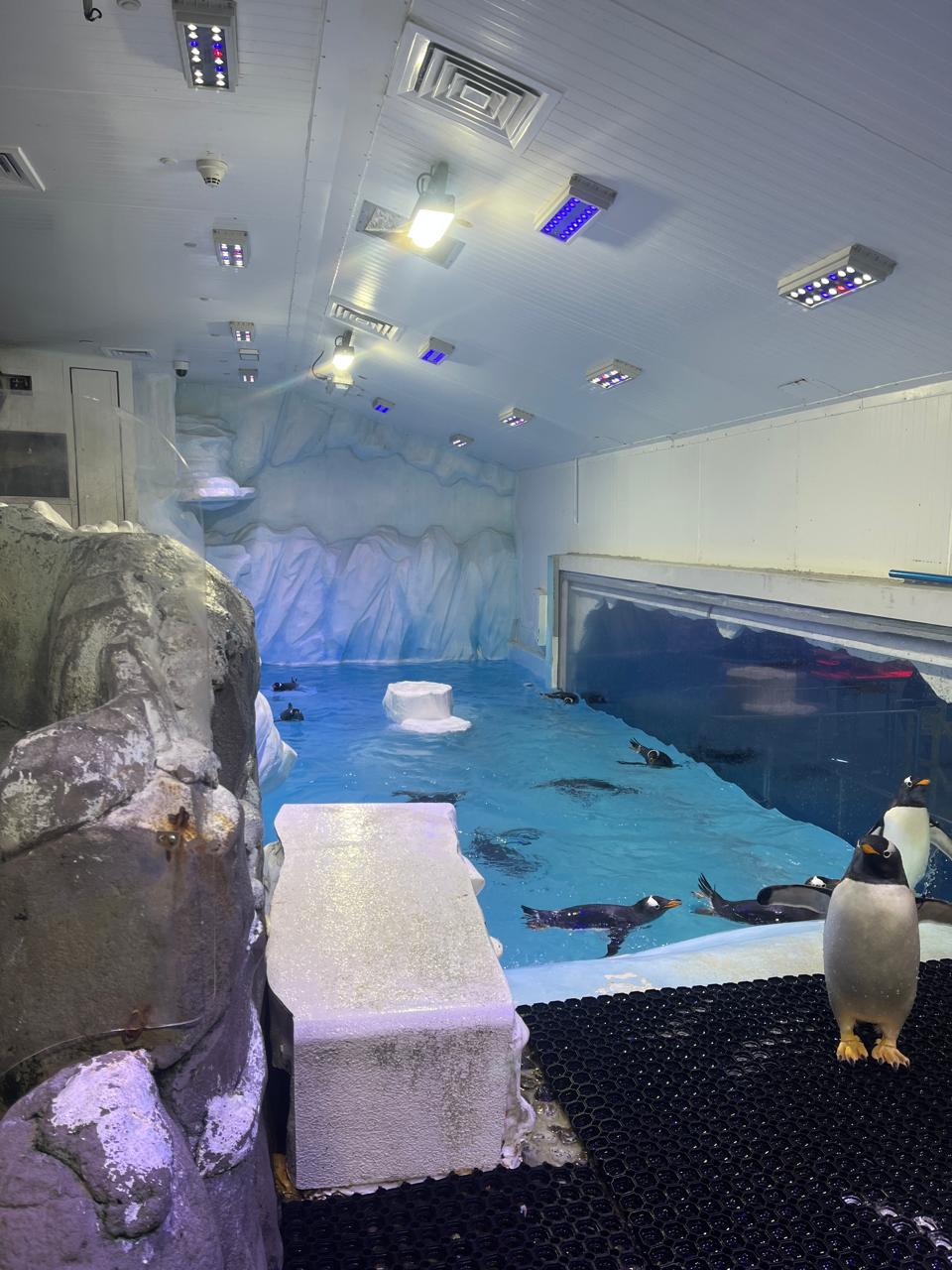 Penguinarium Dubai Mall