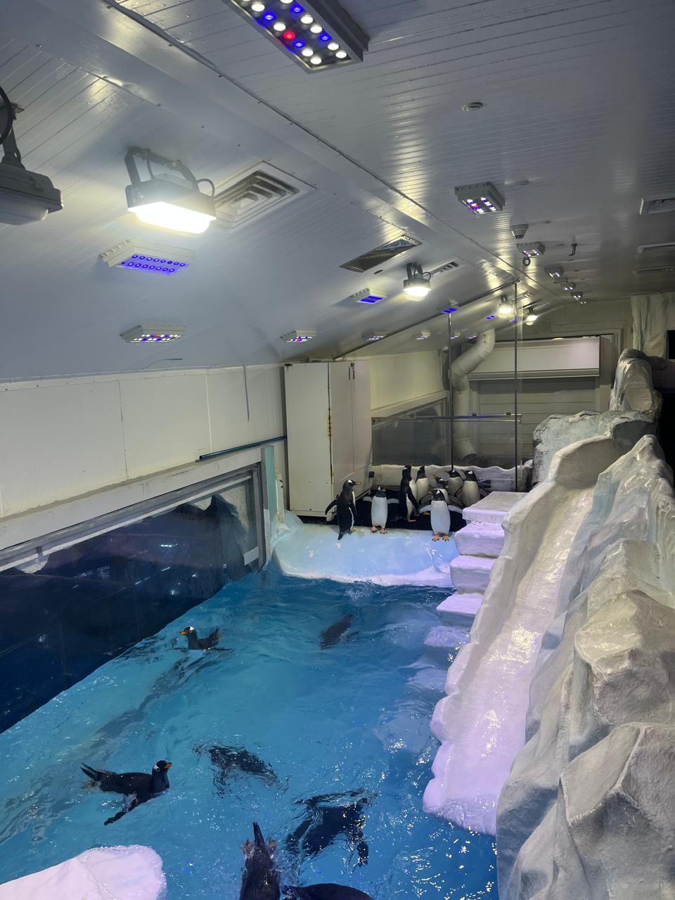 Penguinarium Dubai Mall