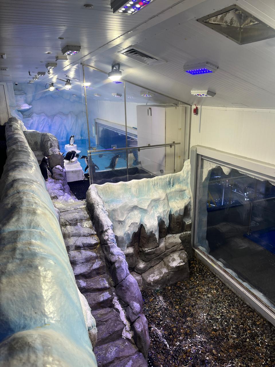 Penguinarium Dubai Mall